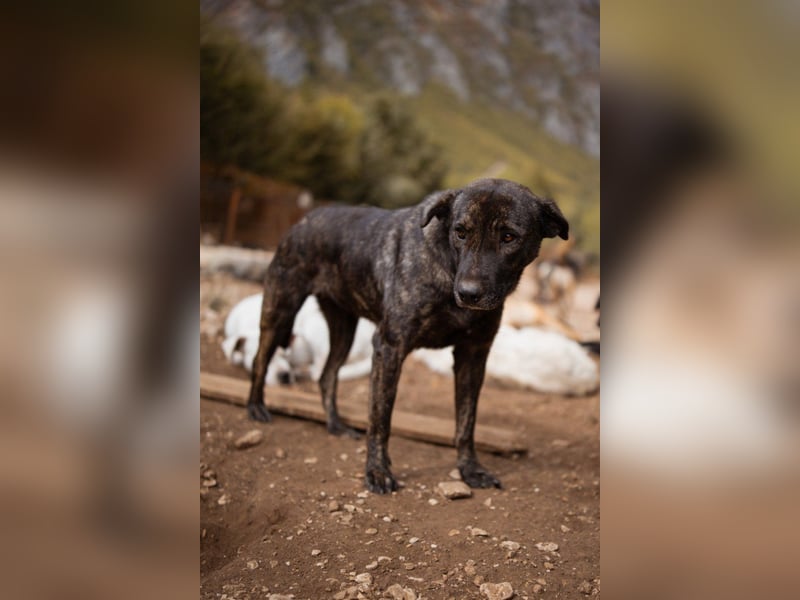 Goldstück ♥ Daisy ♥ eine wundervolle Seele von Hündin