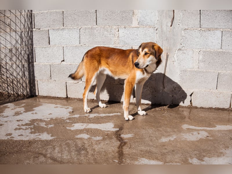 Luki ❤️ aufgeschlossener, lieber Junghund!