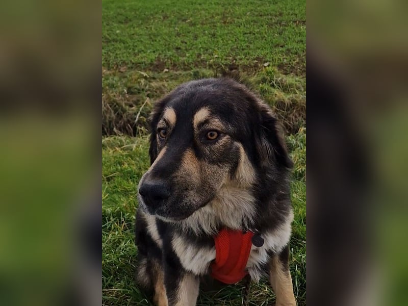 Aramis ❤️ wartet in 50169 Kerpen auf dich