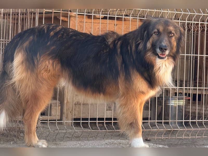 Bogo ♥️ ungeschliffener Schatz auf 4Pfoten