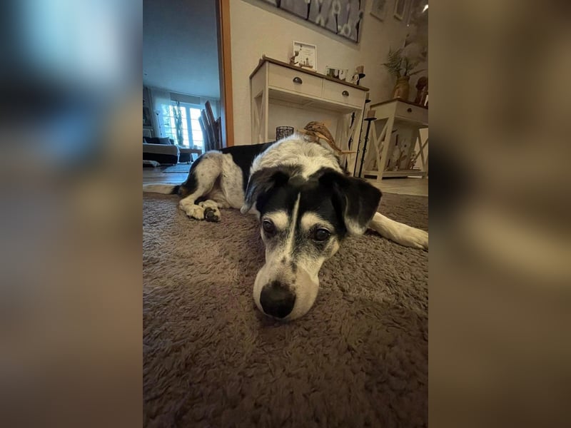 Liebster OldBoy ♥Rocky♥ wartet in 21640 Bliedersdorf auf sein so verdientes Lebensglück