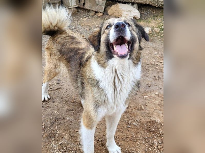 Energiebündel Jonesy - sucht Liebe und Halt