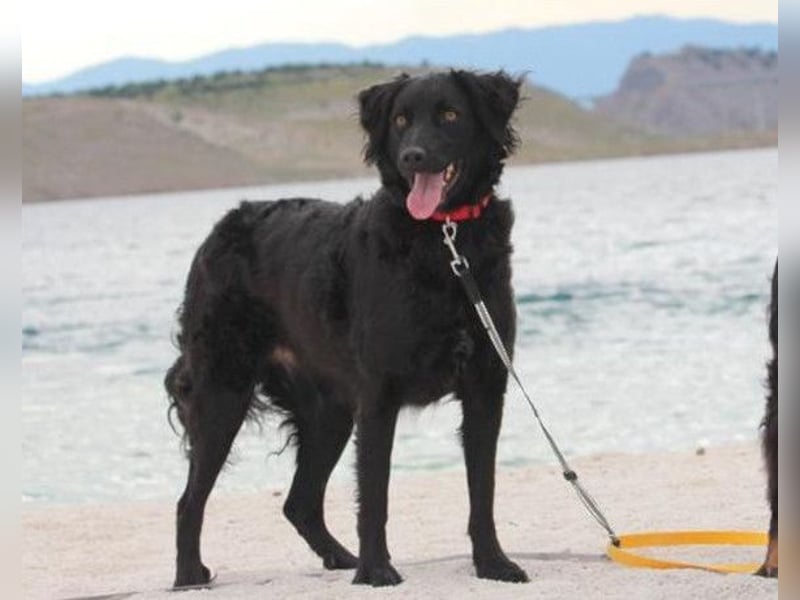 Noa ❤️ freundlich + super aufgeschlossen + katzenverträgl.!