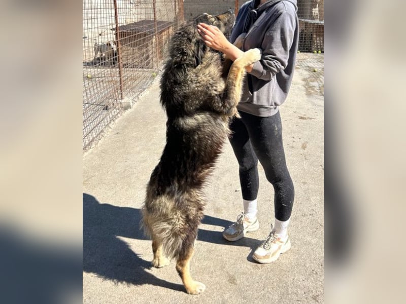 Aramis ❤️ liebevoll aufgeweckter Jungrüde Aramis ❤️ liebevoll aufgeweckter Jungrüde