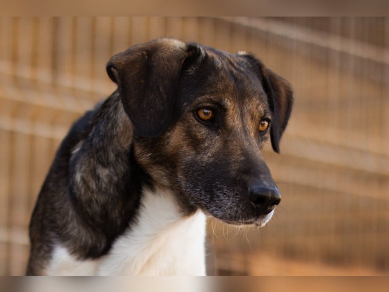 ROBI❤️zauberhafter, lieber Hundejunge - zurückhaltend und sozial