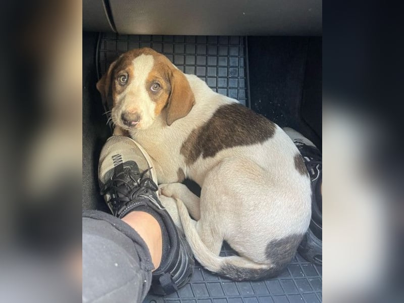 Nala ❤️ aktive, so verschmuste HSH-Mix Hündin