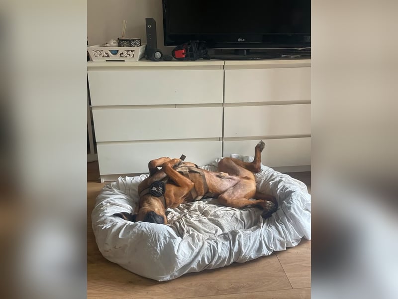 Rüde Moritz sucht aktives Zuhause