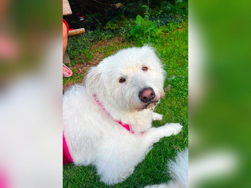 Kluge, freundliche ♥ Lucy ♥ wartet bereits in 22145 Hamburg auf ihren Für-Immer-Familienanschluss
