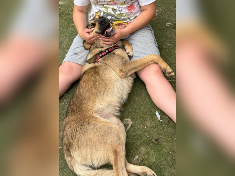 Mix-Rüde ♥Marco♥ ein Familienhund; ein Herz von Hund