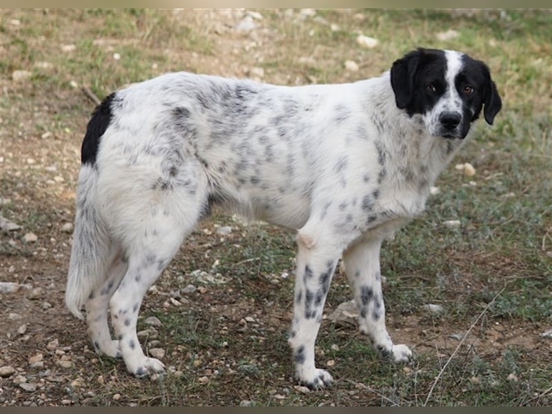 Dino, geb. ca. 01/2022, lebt in GRIECHENLAND, im städt. Tierheim Serres
