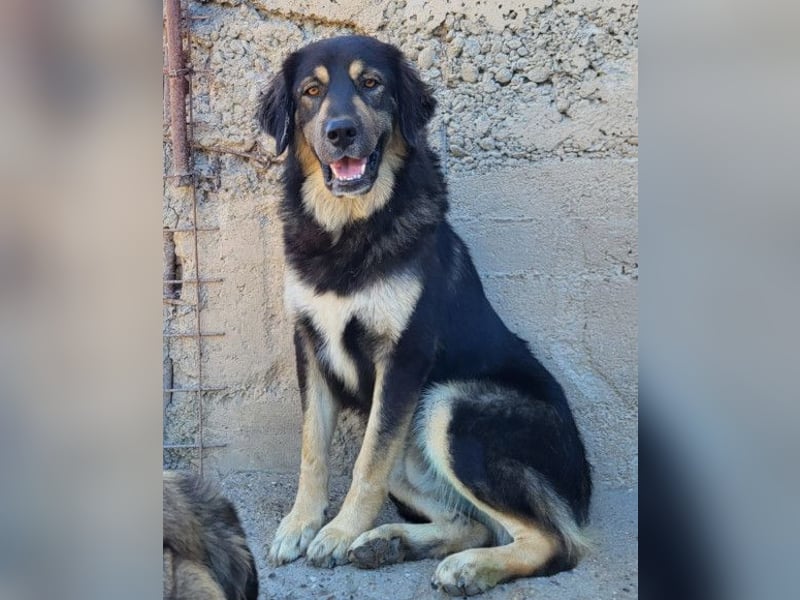 Aramis ❤️ liebevoll aufgeweckter Jungrüde Aramis ❤️ liebevoll aufgeweckter Jungrüde