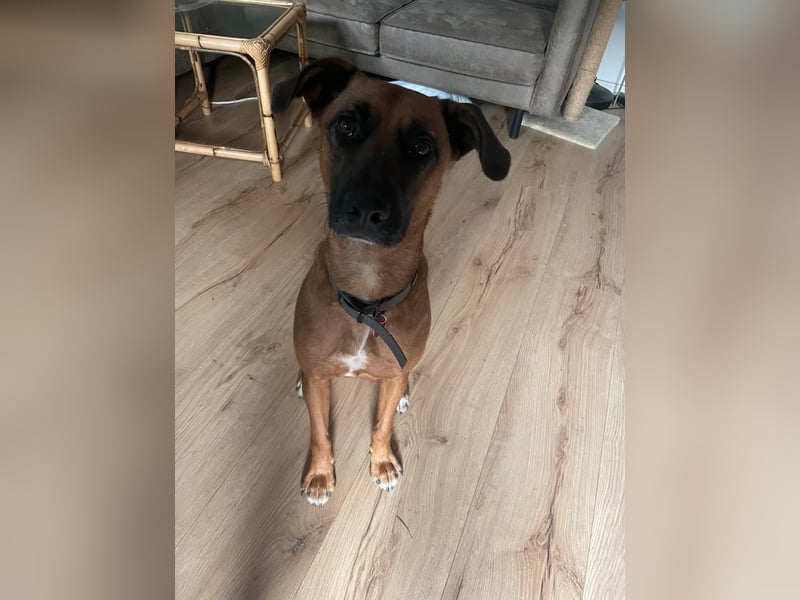 Rüde Moritz sucht aktives Zuhause