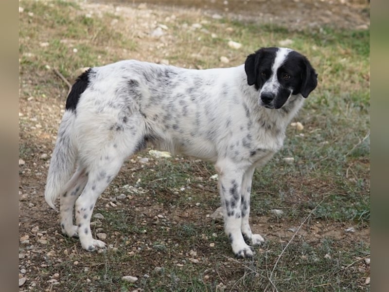 Dino, geb. ca. 01/2022, lebt in GRIECHENLAND, im städt. Tierheim Serres