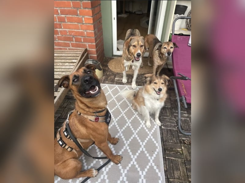 Moritz sucht aktives Zuhause