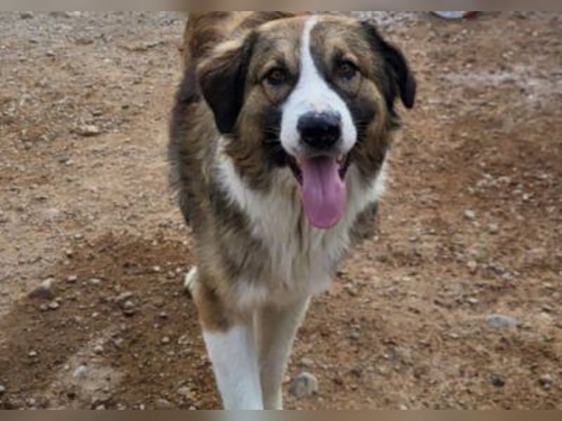 Lebensfroher Jonesy sucht Zuhause