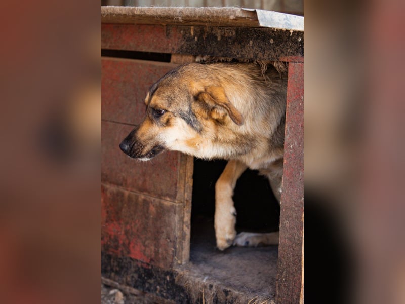 Mix-Rüde Marco - ein toller Familienhund; ein Herz von Hund