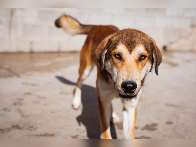 Luki ❤️ aufgeschlossener, lieber & verspielter Rüde!