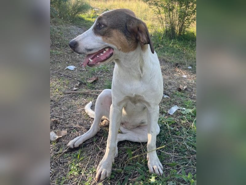 Nala ❤️ aktive, so verschmuste HSH-Mix Hündin