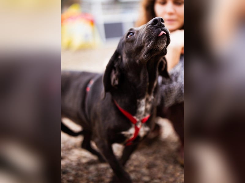 Pointer-Mix-Lady Daria: ein Herz aus Fell