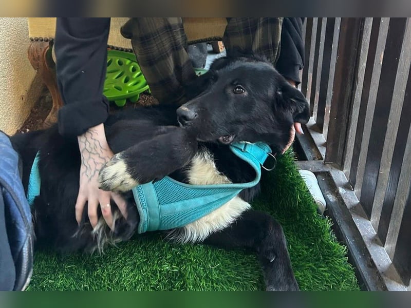 Cosmo - junger charmanter Schäfi-Mix-Bub wartet bereis in 55116 Mainz