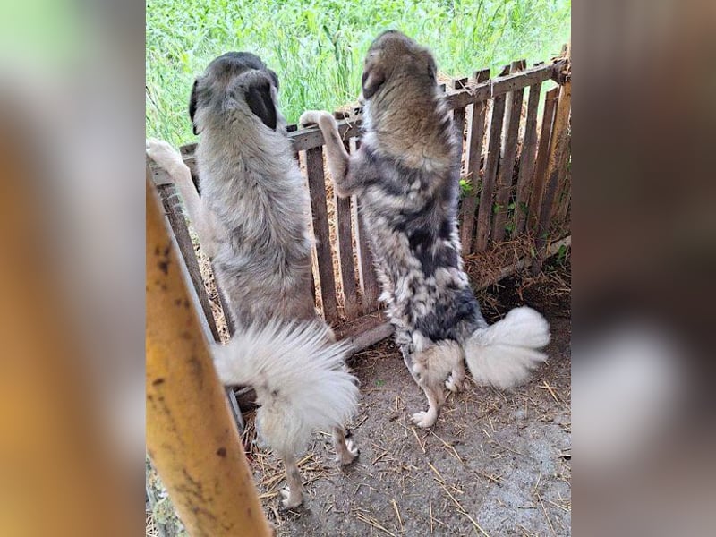 Schenkst du Buster ein tolles Zuhause?