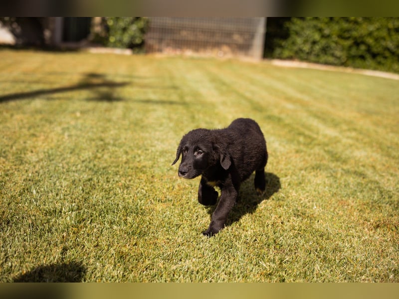 Cosmo - junger charmanter Schäfi-Mix-Bub