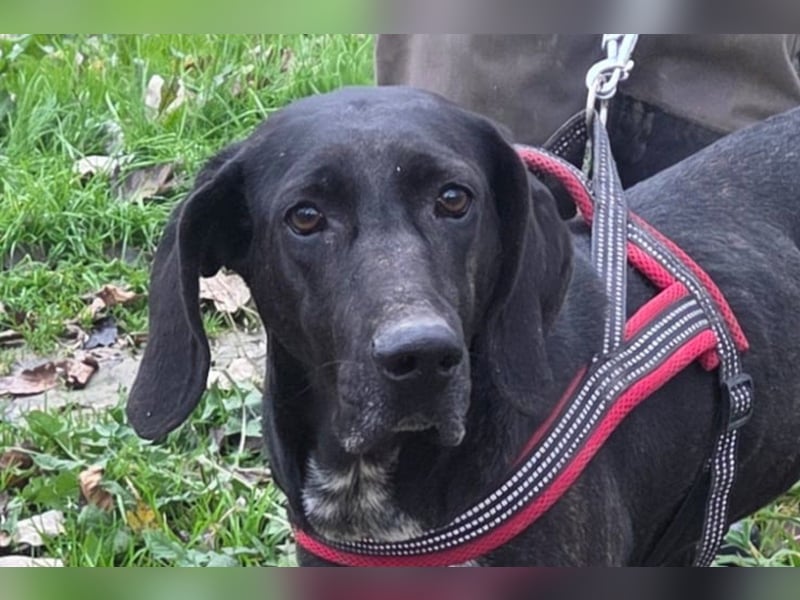 Pointer-Mix-Lady Daria: ein Herz aus Fell