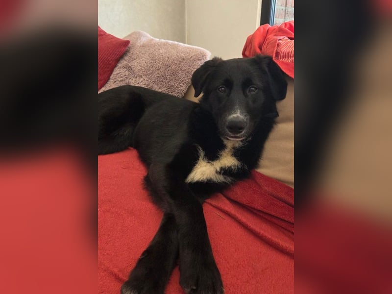 Sienna - fröhlicher Schäfi-Mix, wartet bereits in 45289 Essen