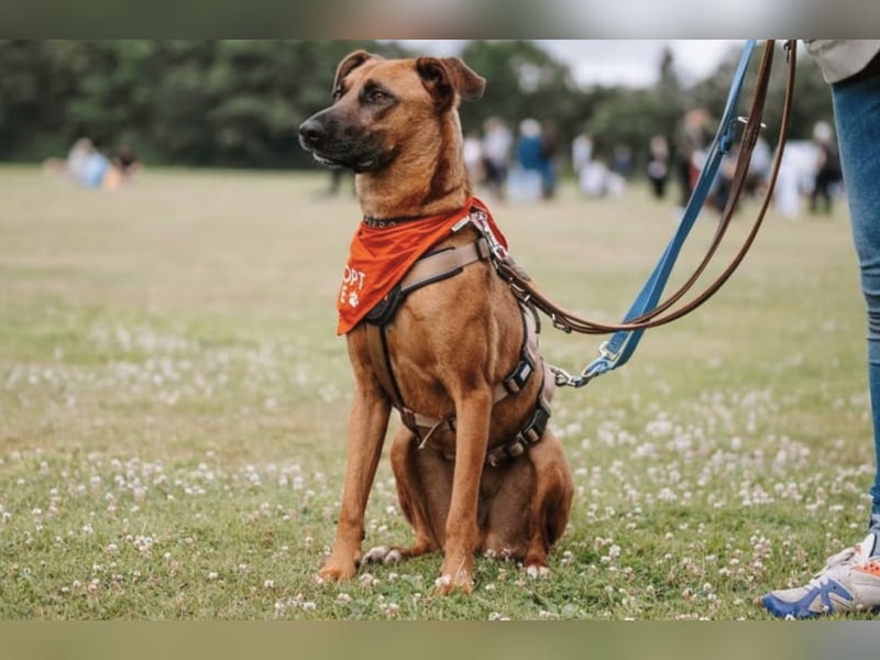 Moritz sucht aktives Zuhause