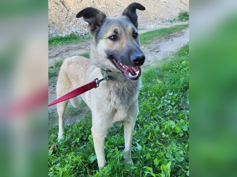 Beauty ♥ Fly ♥ eine herzliche, treue Fellfreundin