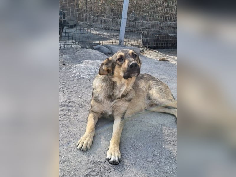Mix-Rüde Marco - ein toller Familienhund; ein Herz von Hund