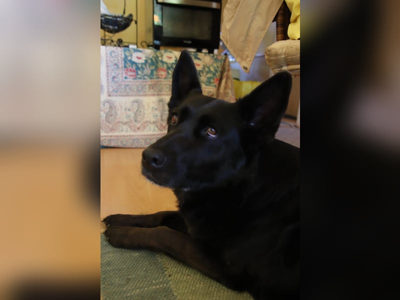 Hündin Elsa sucht ein Zuhause