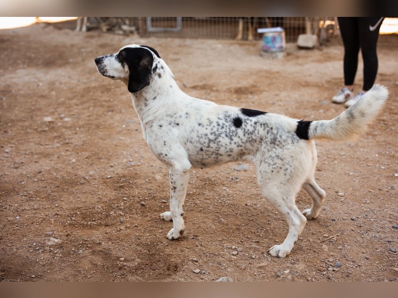 Ananda ❤️ liebe, treue Fellfreundin fürs Leben