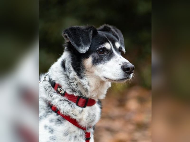 Liebster OldBoy ♥Rocky♥ wartet in 21640 Bliedersdorf auf sein so verdientes Lebensglück