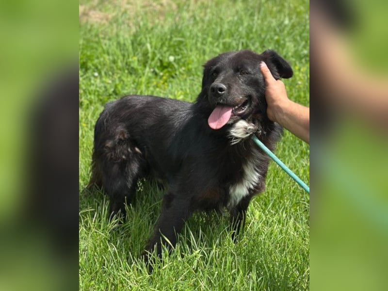 Morach ❤️ sanfter & so lieber Hundeschatz Morach ❤️ sanfter & so lieber Hundeschatz