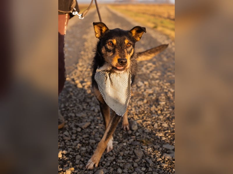 Schatz Teri: sehr freundlicher Gefährte