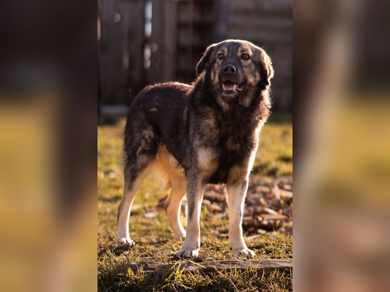 Zauberhafter Zorro- darf er einziehen?❤