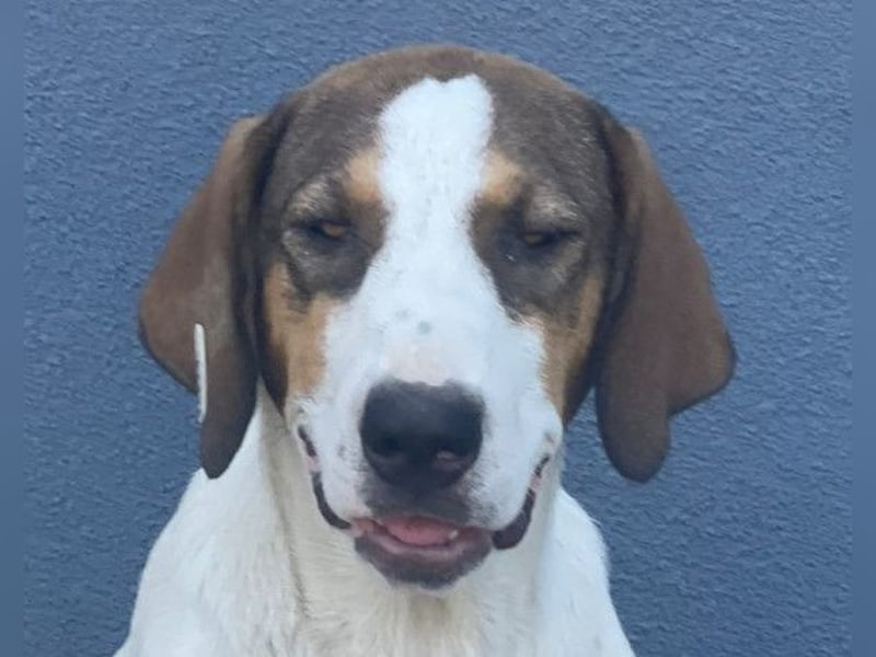 Nala ❤️ aktive, so verschmuste HSH-Mix Hündin