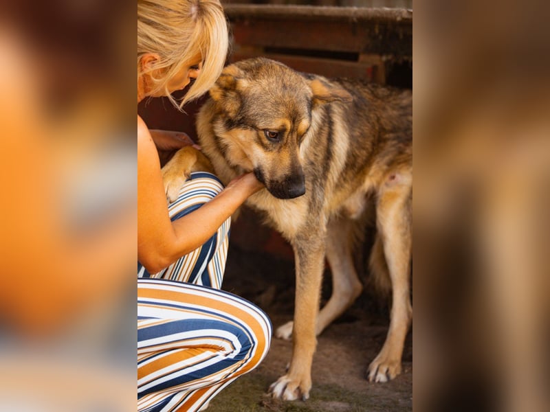 Mix-Rüde Marco - ein toller Familienhund; ein Herz von Hund