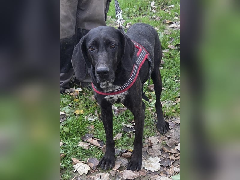 Pointer-Mix-Lady Daria: ein Herz aus Fell