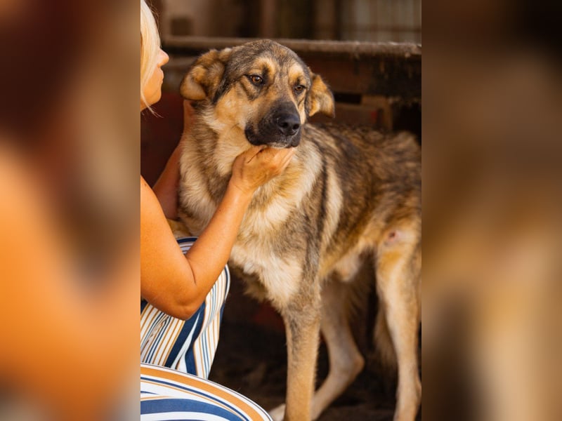 Mix-Rüde Marco - ein toller Familienhund; ein Herz von Hund