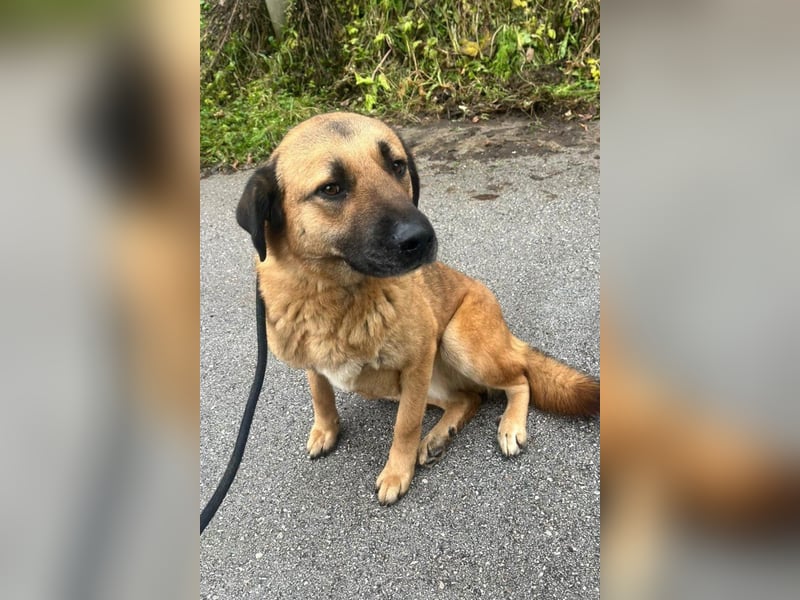 Bub ♥Buddy♥ verschmuster und kinderlieber Rüde im besten Alter