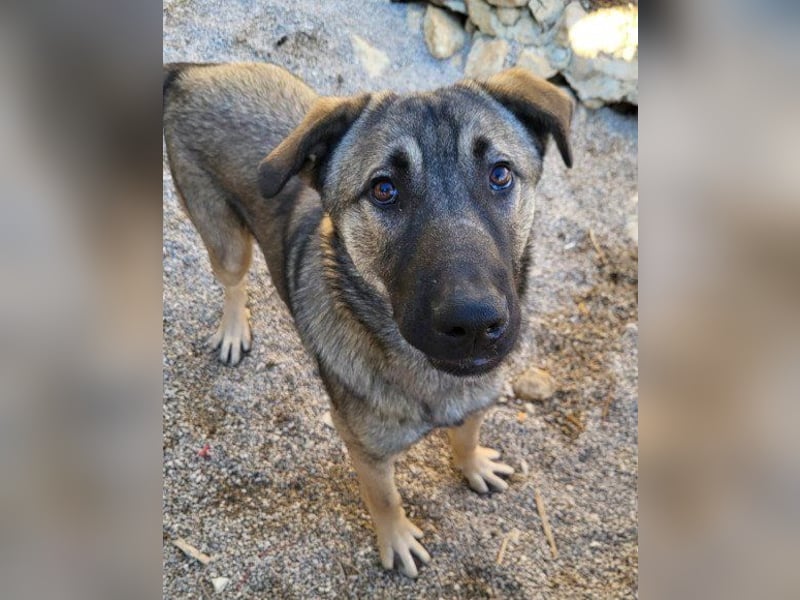 CharmingBoy ♥Luis♥ liebenswertes Fellherz