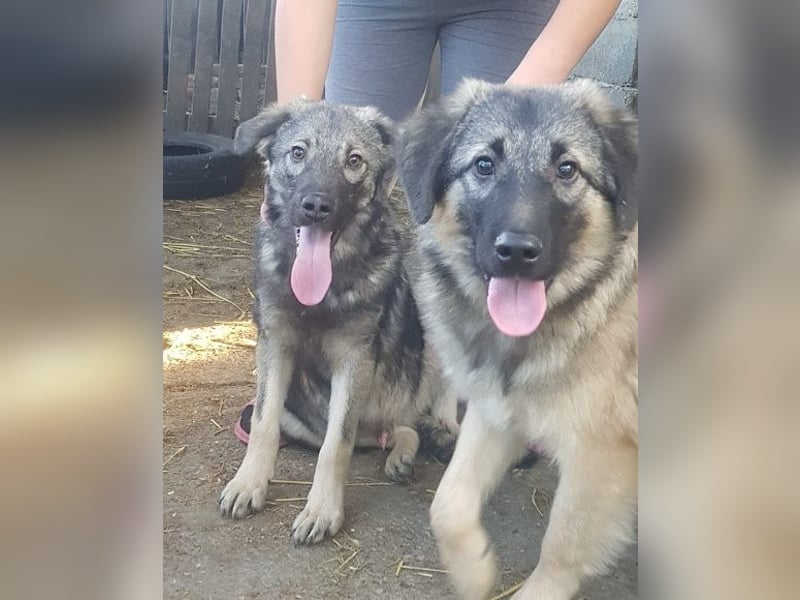 Schenkst du Buster ein tolles Zuhause?