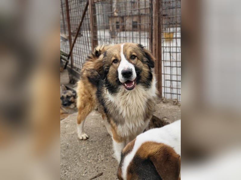 Lebensfroher Jonesy sucht Zuhause