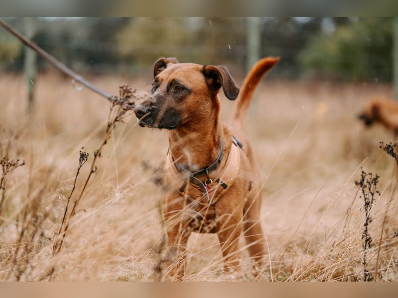 Rüde Moritz sucht aktives Zuhause