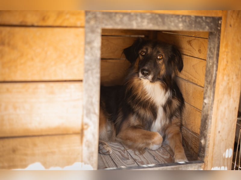 Bogo ♥️ ungeschliffener Schatz auf 4Pfoten