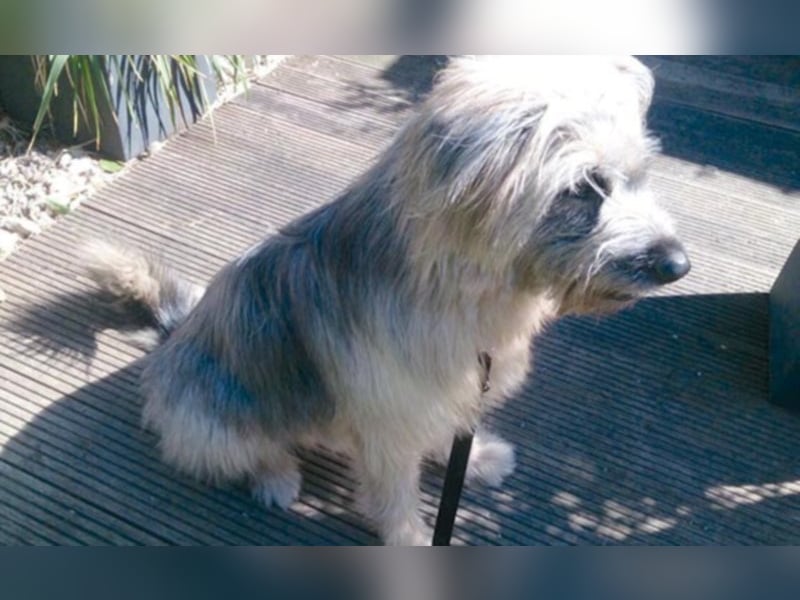  Liones sucht aktive, erfahrene Hundeeltern