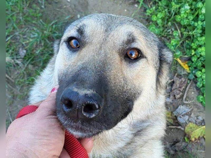 ♥Fly♥ eine herzliche, treue Fellfreundin