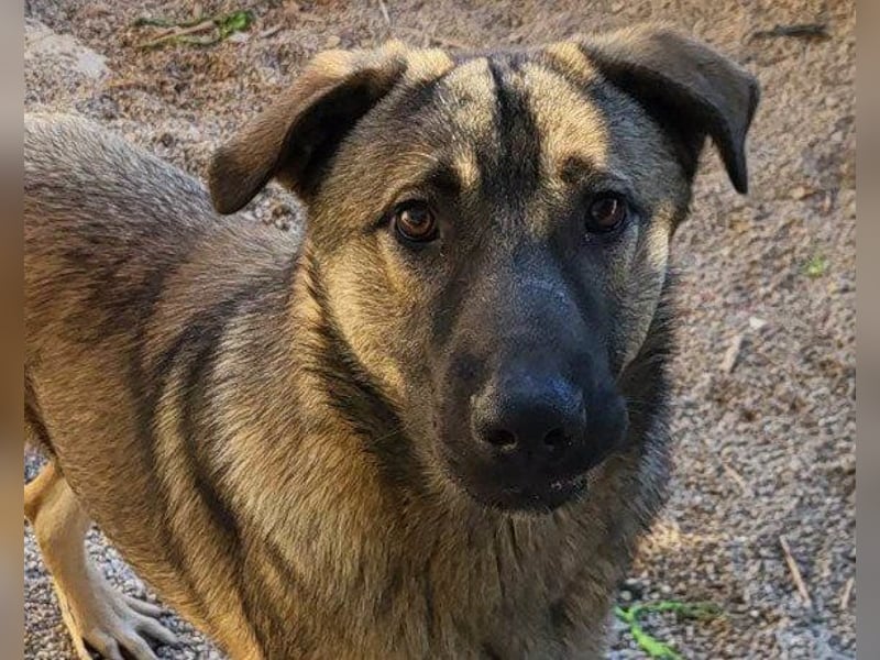 CharmingBoy ♥Luis♥ liebenswertes Fellherz